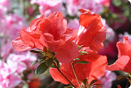 фото: Азалия домашняя Azalea Robert Van Ost Азалия домашняя Azalea Robert Van Ost