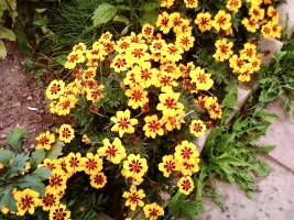 фото: Бархатцы Tagetes Naughty Marietta Бархатцы Tagetes Naughty Marietta
