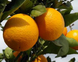 фото: Апельсиновое дерево Orange Tree Salustiana Апельсиновое дерево Orange Tree Salustiana