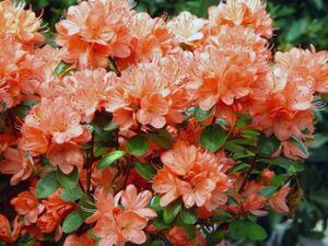фото: Азалия домашняя Azalea Rex Азалия домашняя Azalea Rex