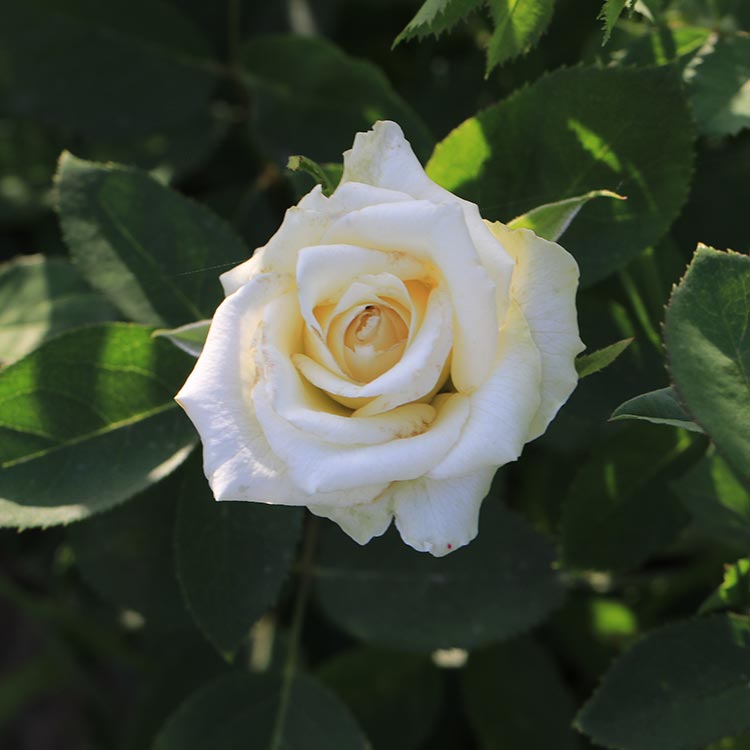 Розы Многолетние Фото