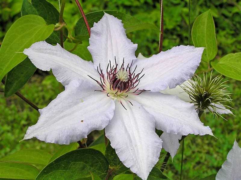 Клематис мелкоцветковый белый сорта фото и описание