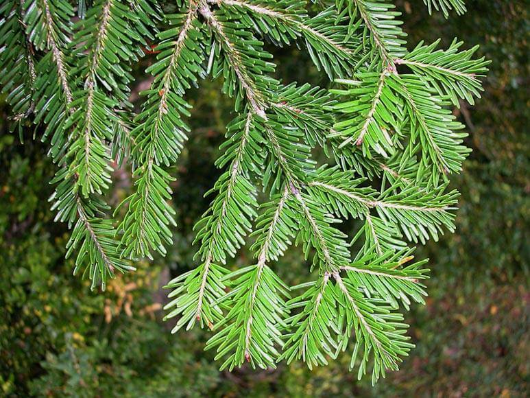 Пихта хвоинки. Abies concolor Cernosice. Пихта белая. Пихта белая хвоя. Пихта белая пихта европейская.