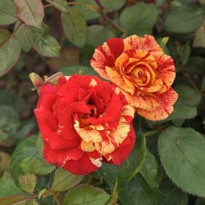 Чайно-гибридная роза Валентина (Valentina): характеристика и описание сорта с фото и отзывы садоводов