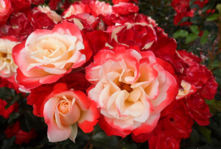 роза саженец, реальное фото, цветы розы флорибунда