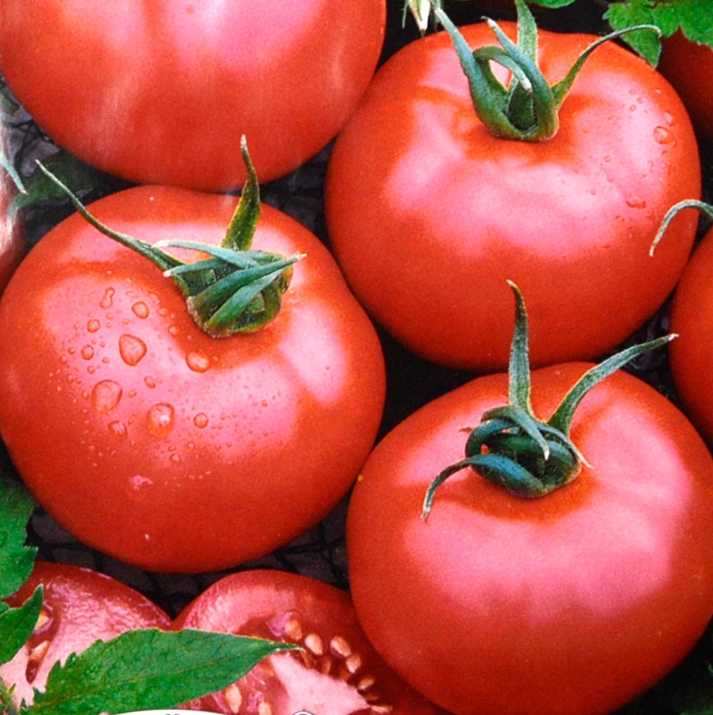 Скороспелые семена томатов