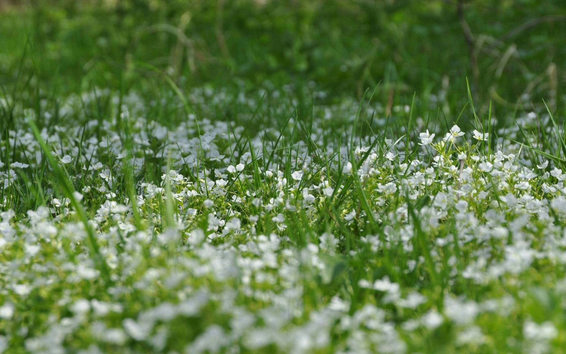 Травка с цветочками. Газонная трава с белыми цветочками. Весенняя травка. Газон с мелкими цветочками. Трава фон.