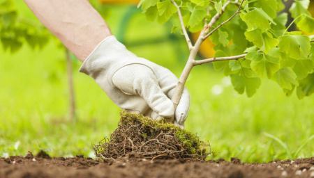 Приобретение саженцев и подготовка почвы к посадке: советы от опытных садоводов