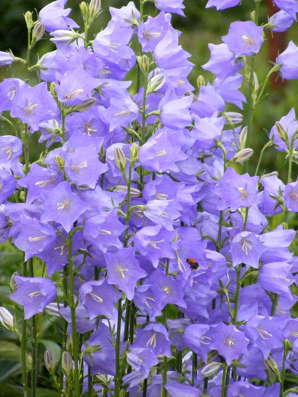 Колокольчик персиколистный (Campanula persicifolia `Takion Blue`)