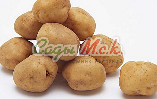 Картофель семенной Вега - купить по низкой цене с доставкой