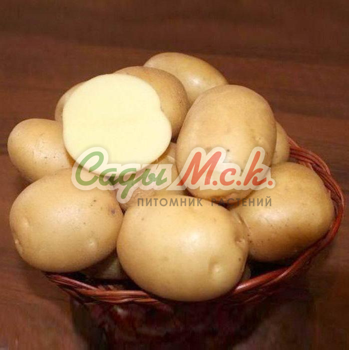 Картофель семенной Колобок - купить по низкой цене с доставкой