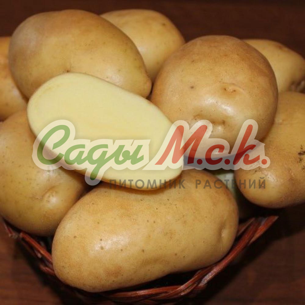 Картофель семенной Фреско - купить по низкой цене с доставкой