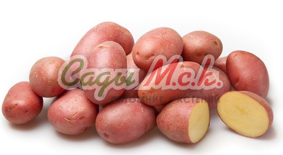 Картофель семенной Альвара - купить по низкой цене с доставкой